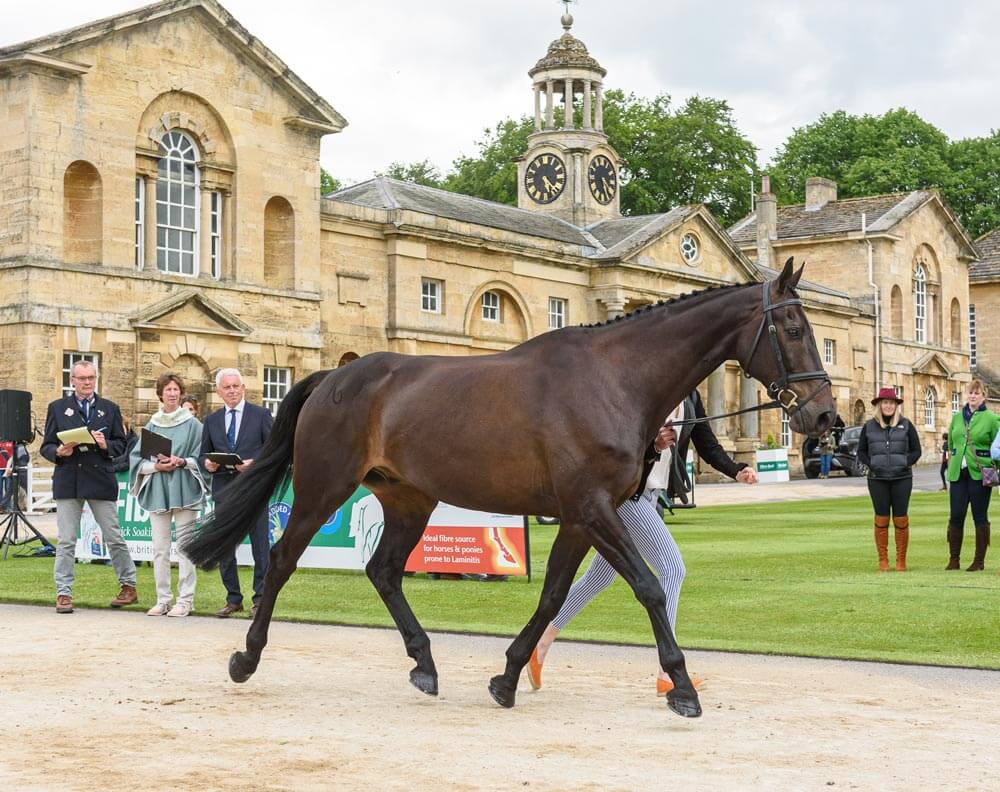 Bella Innes Ker and Cartown Wallabe