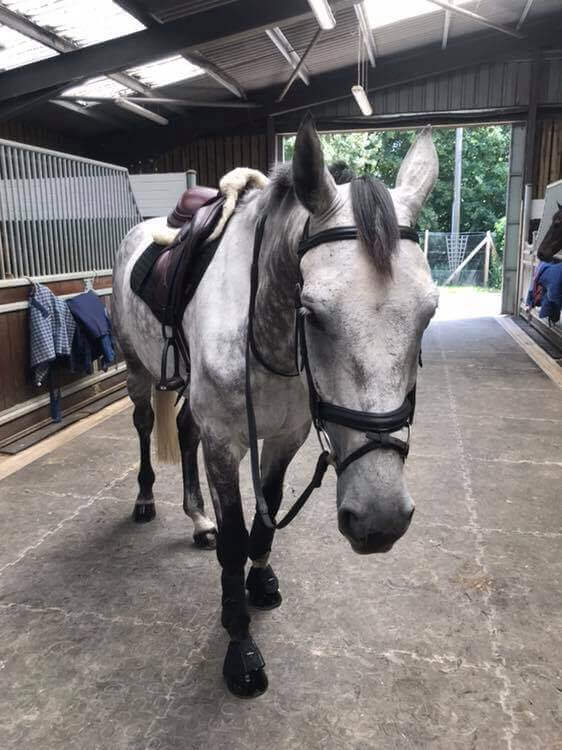 Grey gelding HIghway II