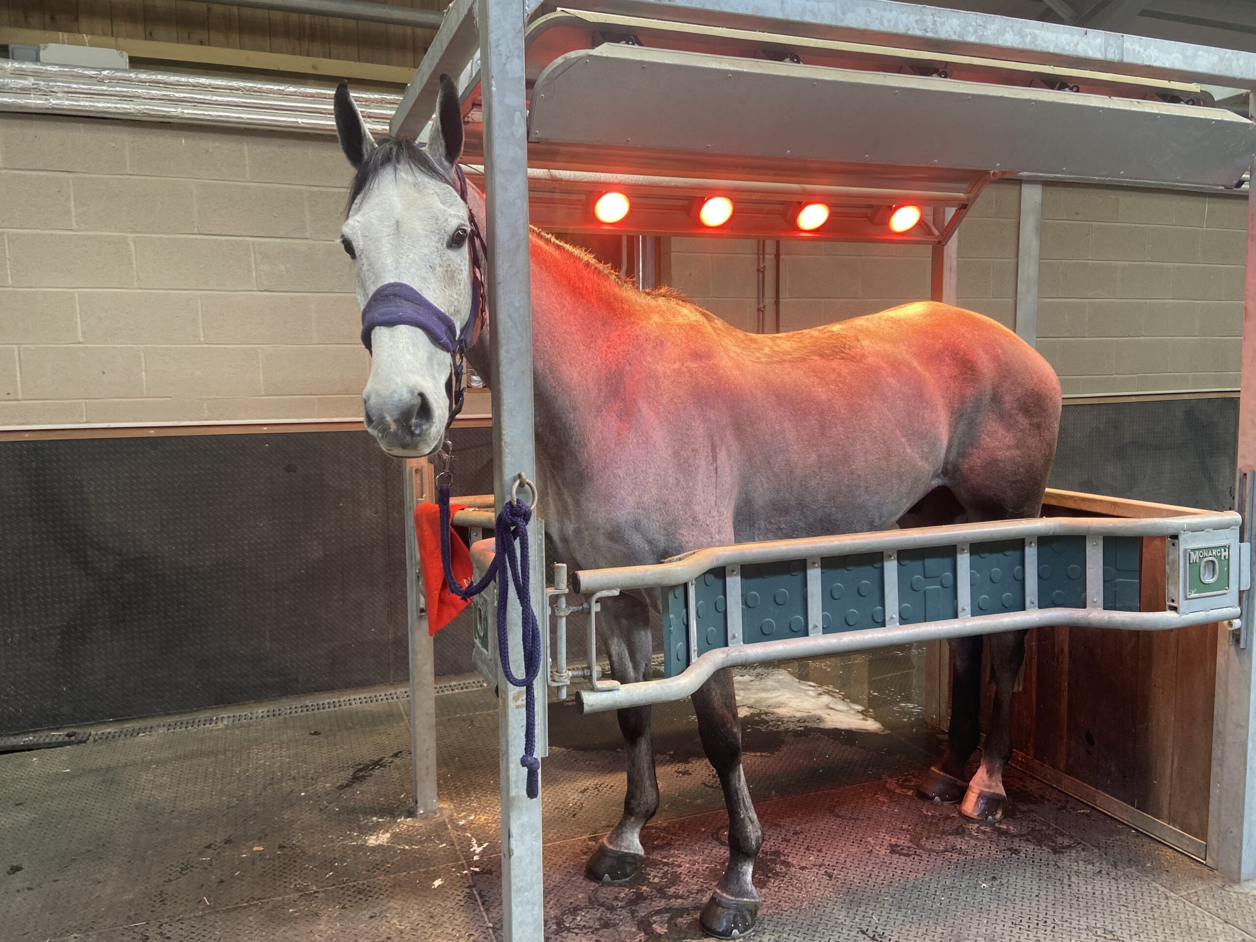 Solarium at Roxburghe Eventing